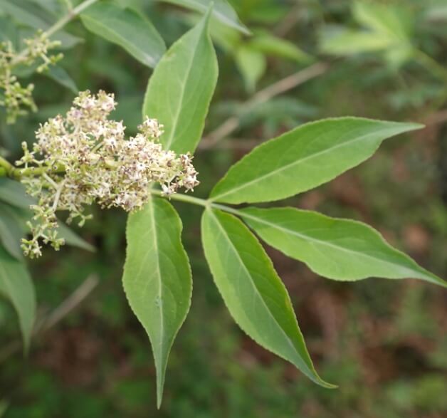 접골목-꽃과-열매-나무가지