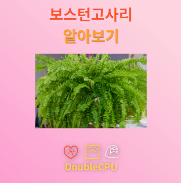 보스턴고사리 탐구