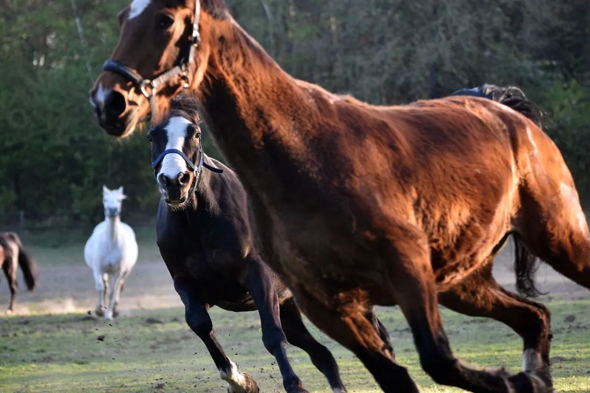 힘차게-달리는-말