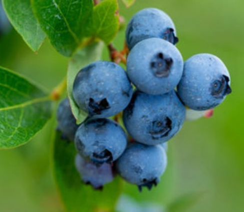 블루베리