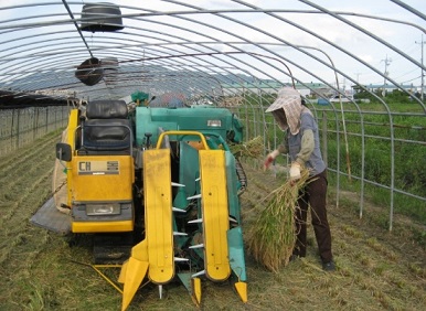 6시내고향-대저토마토-우리토마토농장