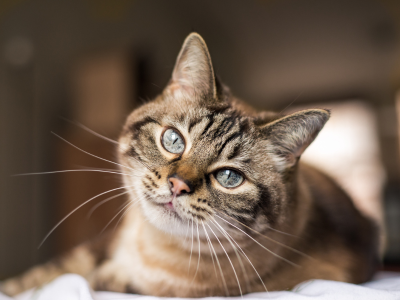 고양이가 도망가는 꿈해몽 의미 해석