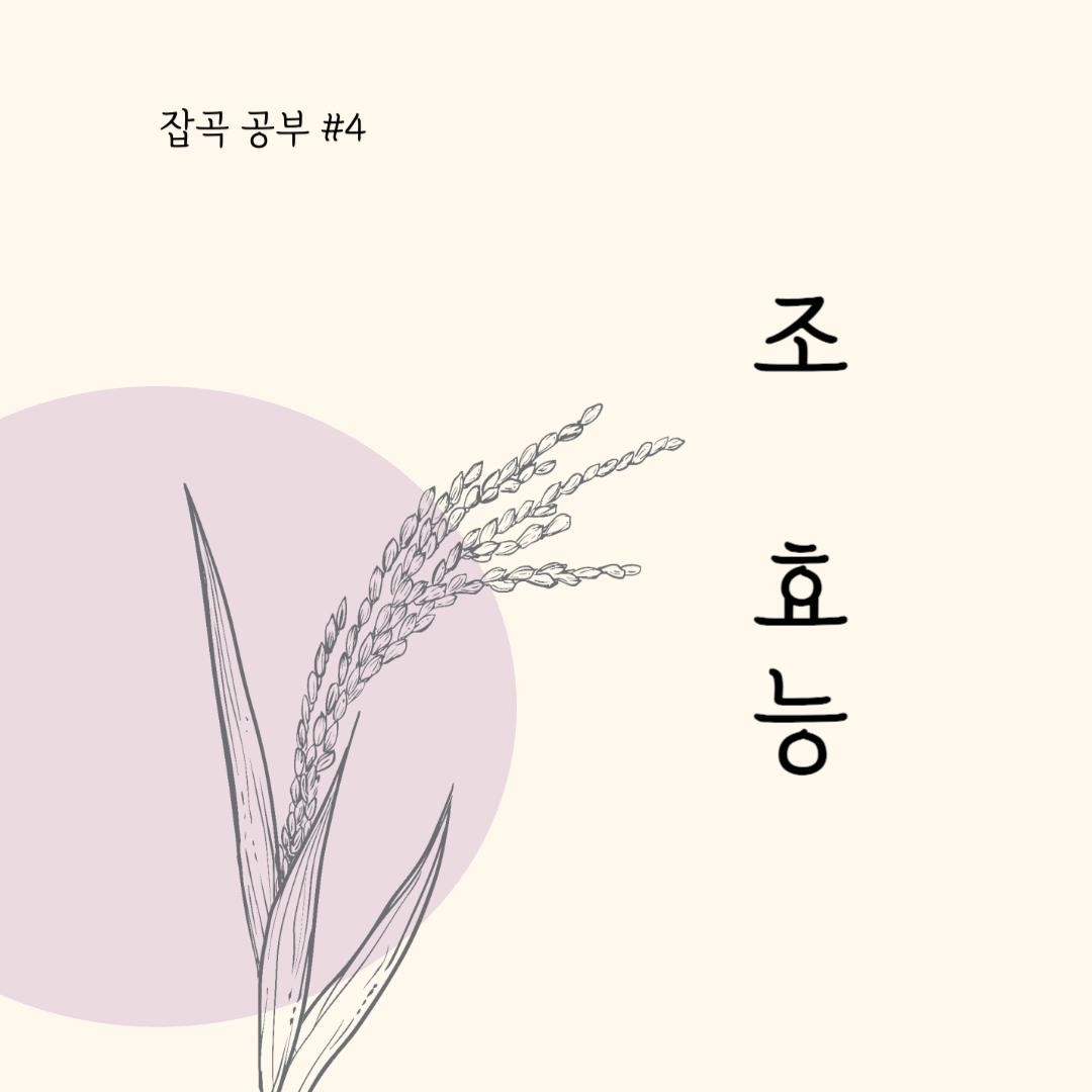 조(좁쌀 )효능