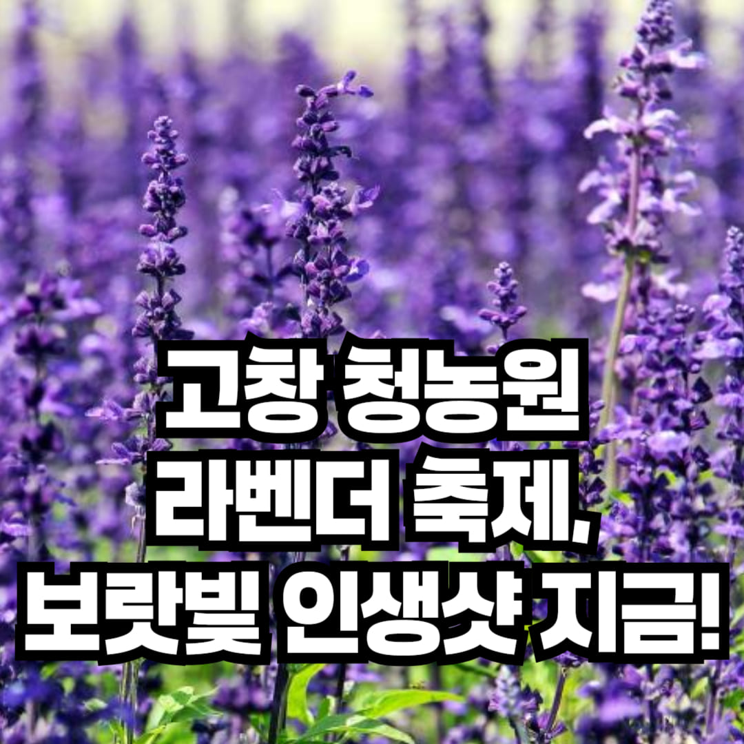 고창청농원 라벤더 축제