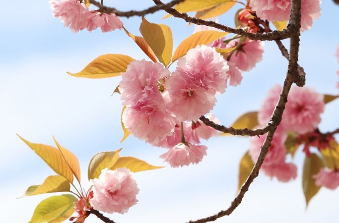 2023년 봄꽃 개화시기 진달래 개나리 벚꽃 축제