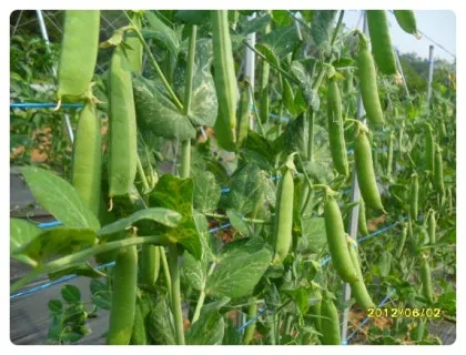 완두콩 재배 추위 견디기 지주 세우기 꼬투리 수확_1