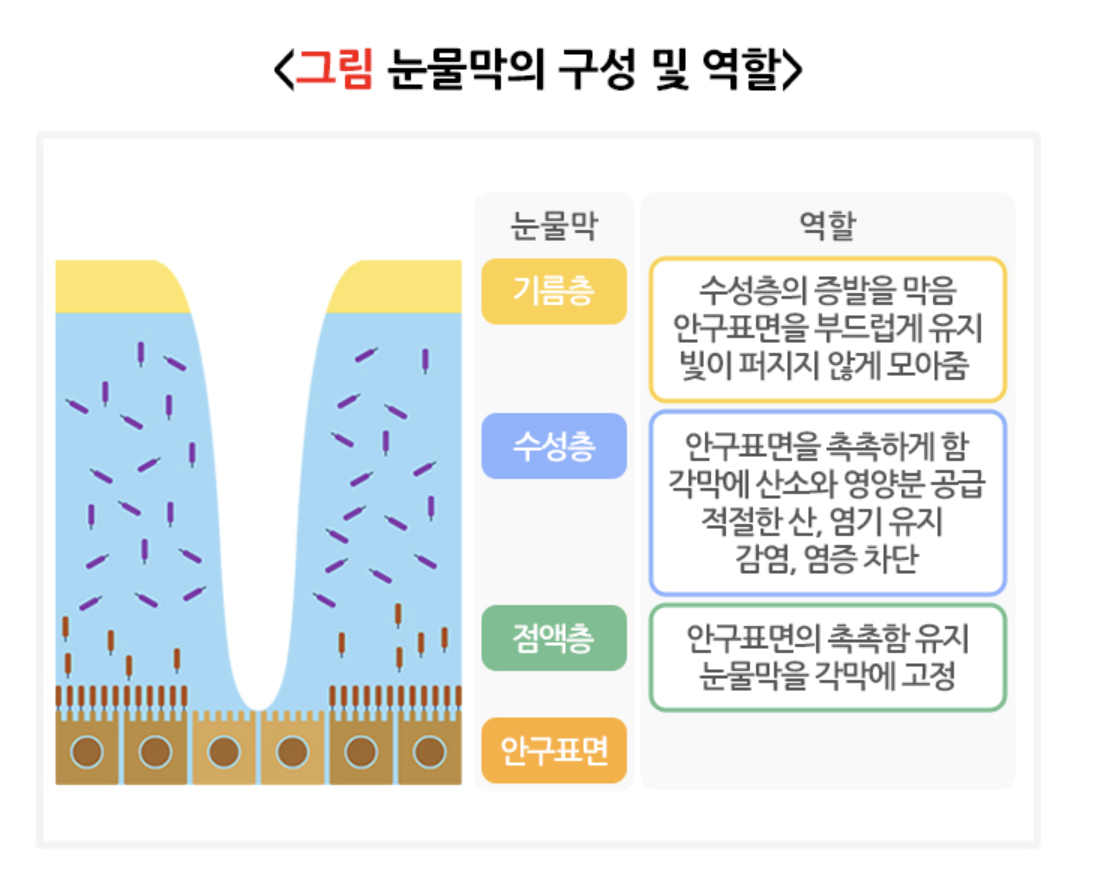 눈물막의 구성 및 역할