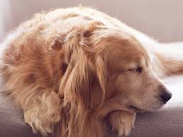 강아지가 엎드려있는 모습