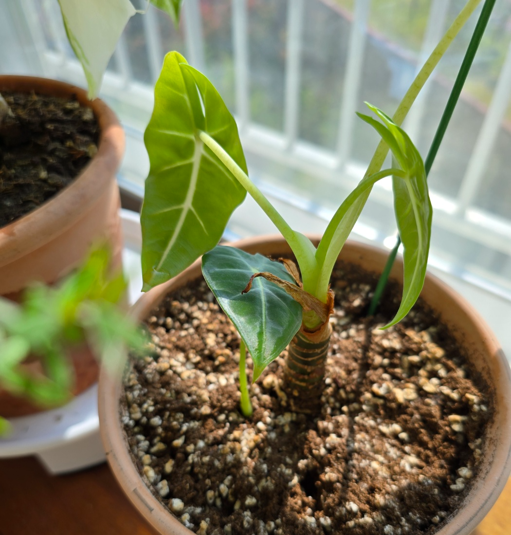 프라이덱 분갈이 후