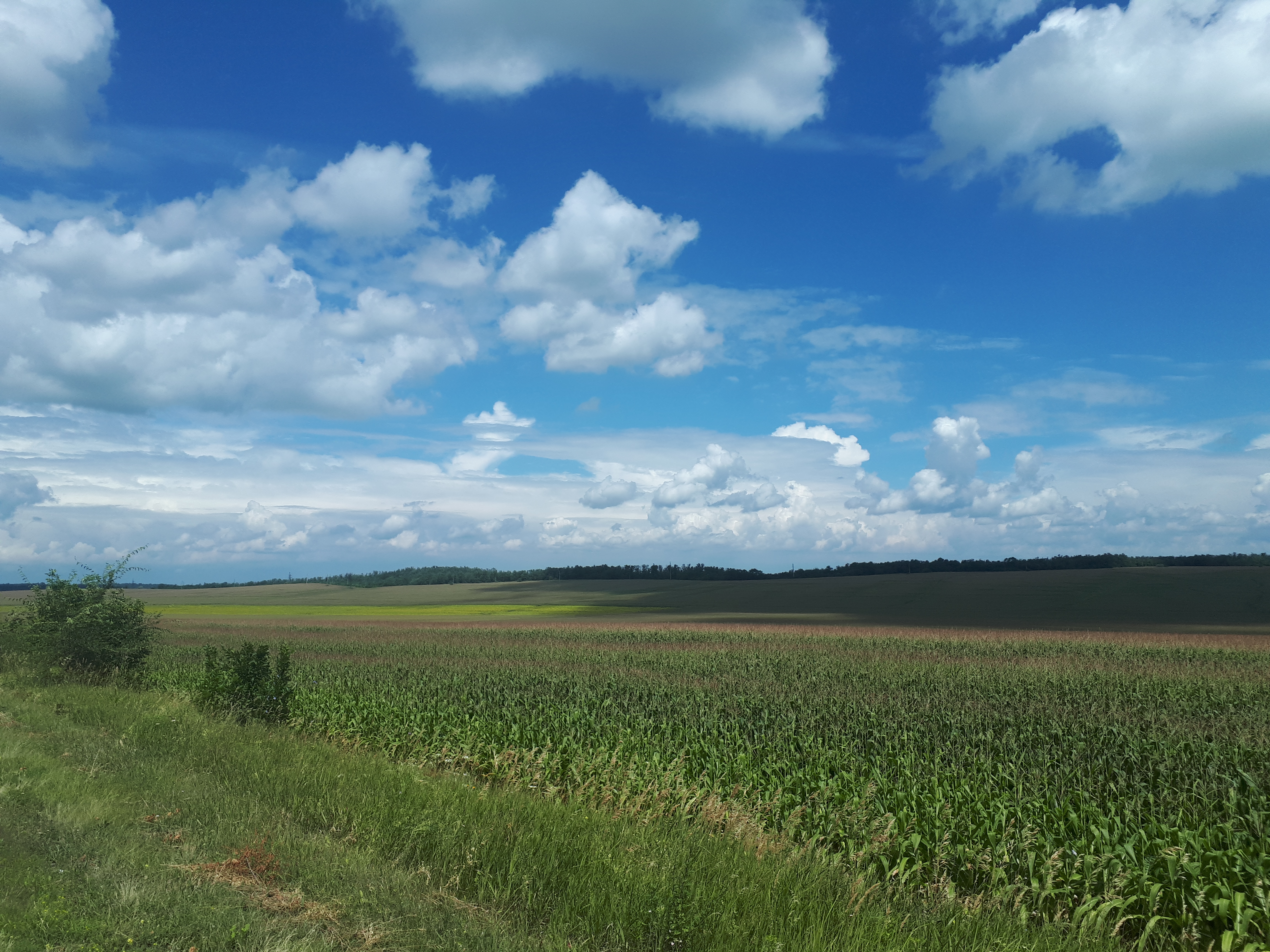 우크라이나 푸쉬카리우카 야생화 들판