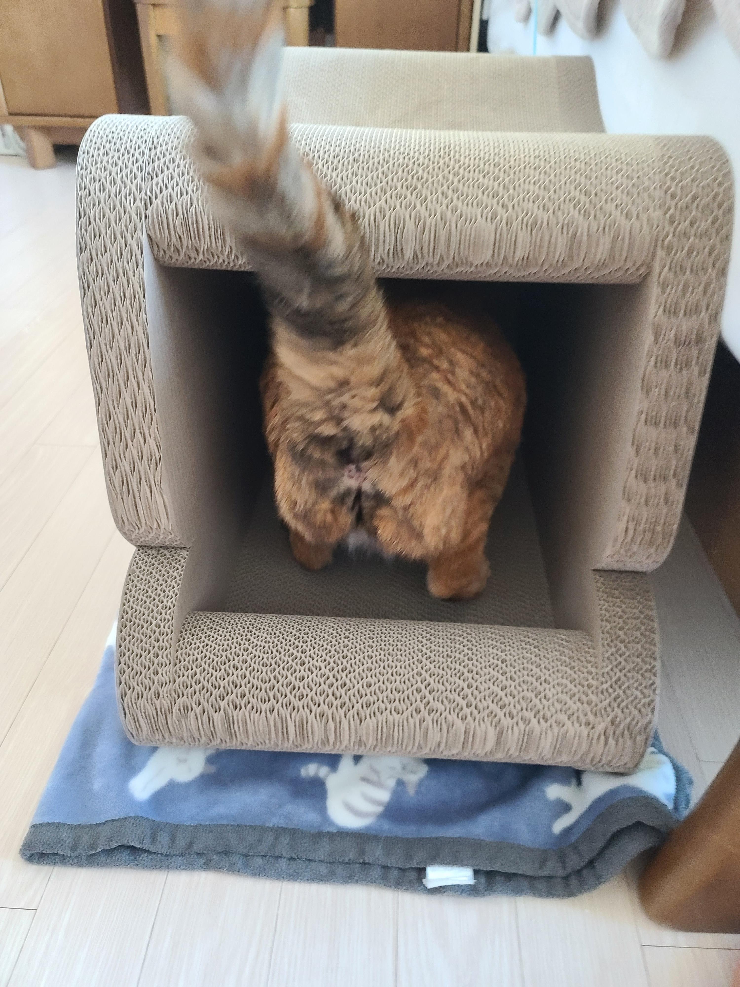 고양이들의 차차스크래쳐를 교체했다.