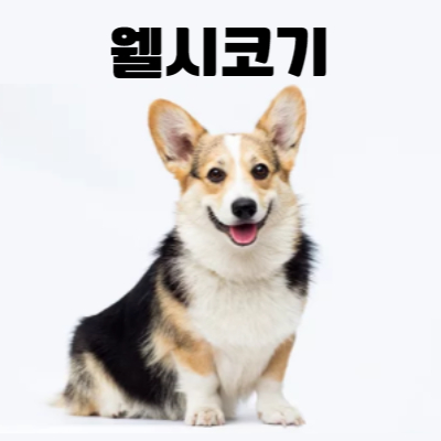 웰시코기 사진