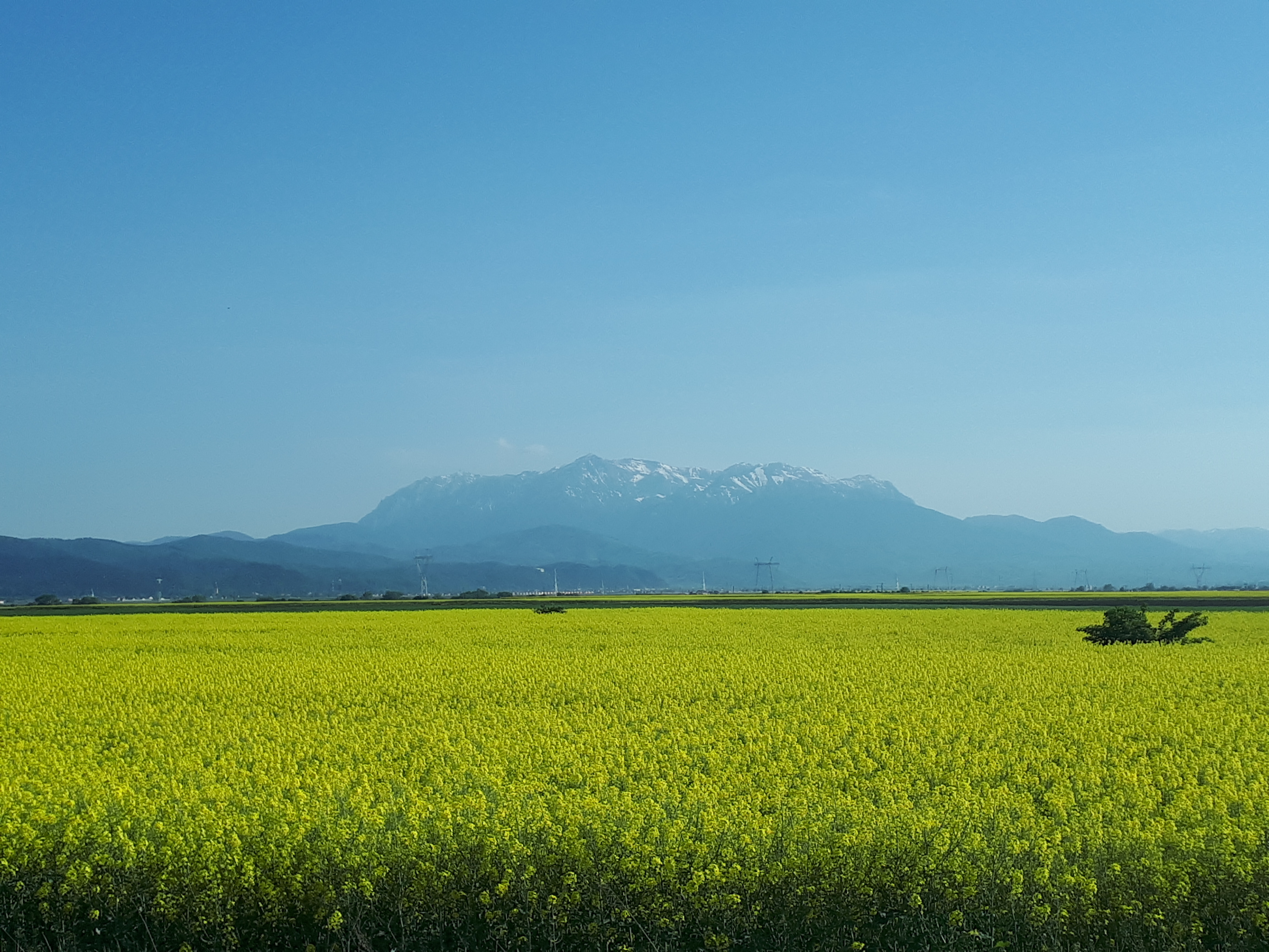 루마니아 퍼거라슈 카르파티아 산맥과 유채꽃