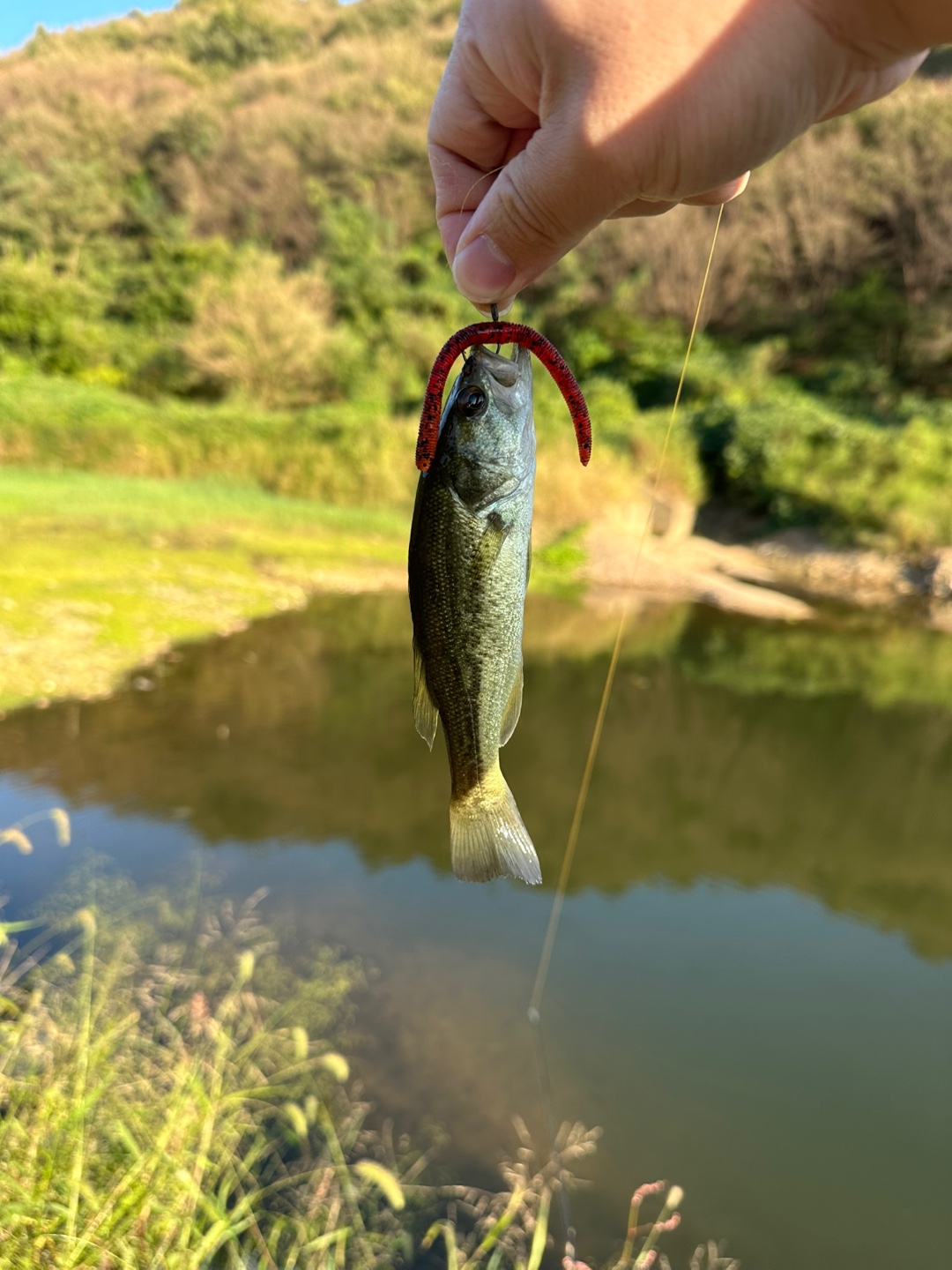 배스와 플리커웜 사진