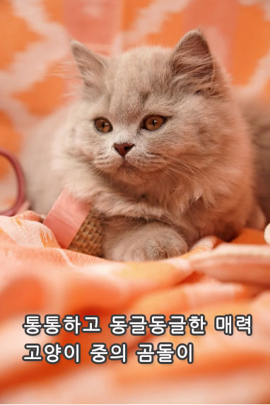 통통하고 동글동글한 매력, 고양이 중의 곰돌이