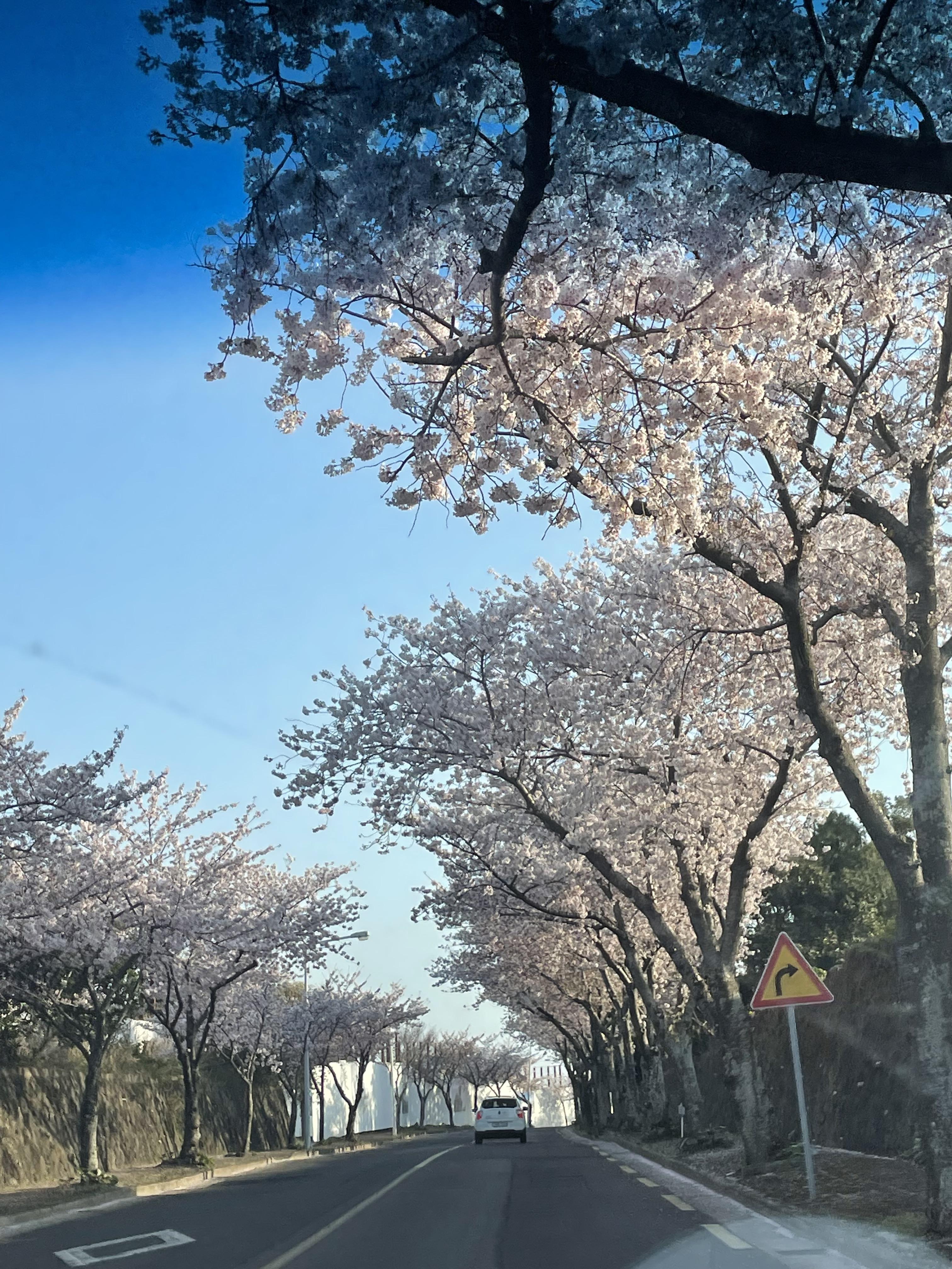 상예동_벚꽃
