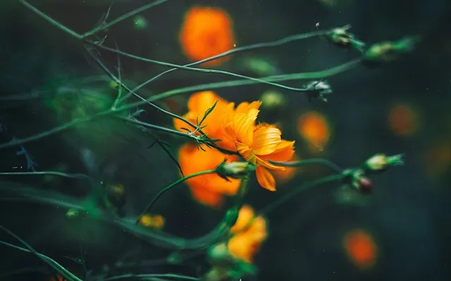 색욕의 악마 아스모데우스 정체와 상징 알아보기_5