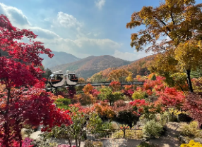 화담숲 단풍
