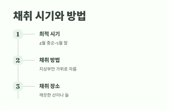 개망초 나물 모든 것 4