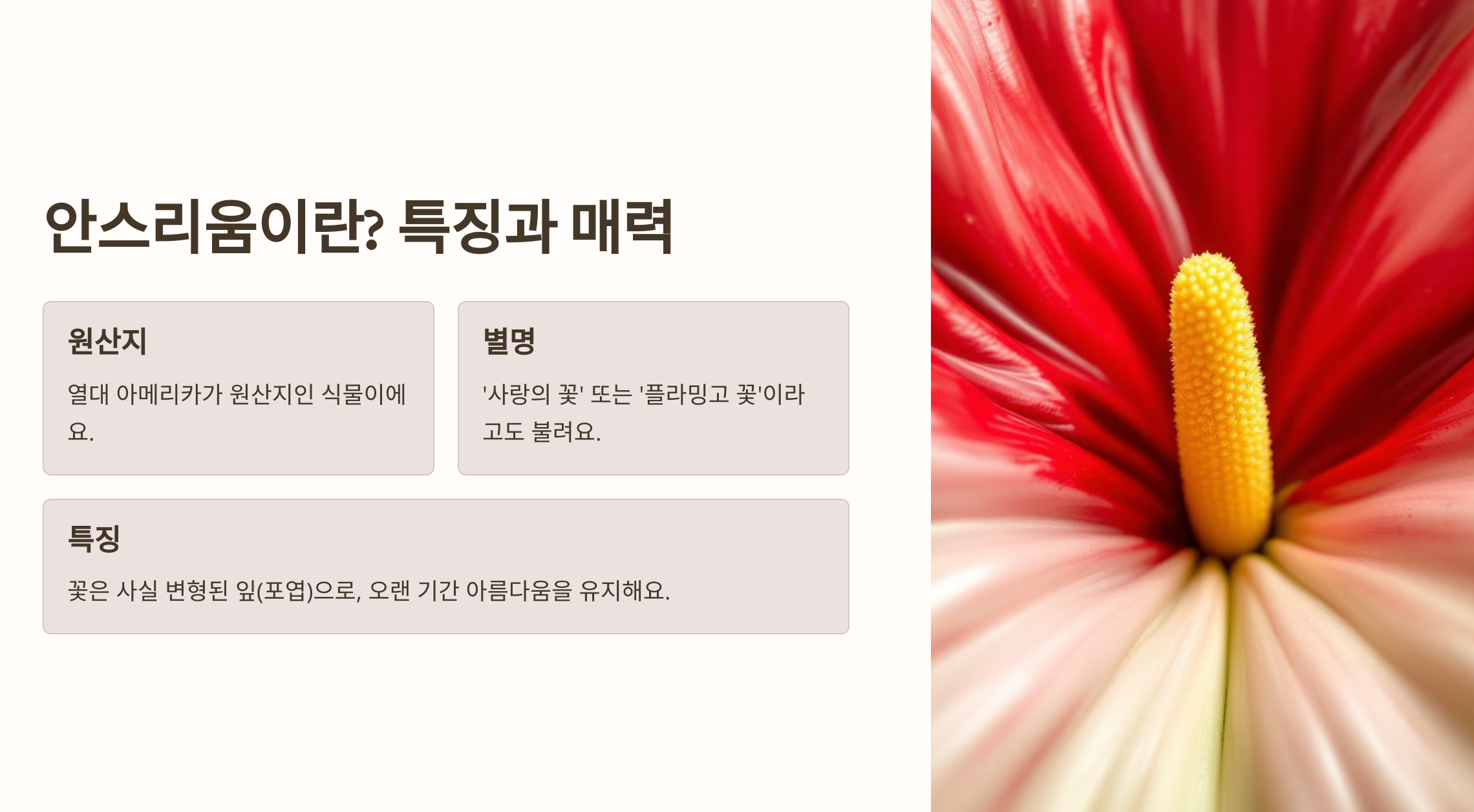 아스리움 꽃 사진