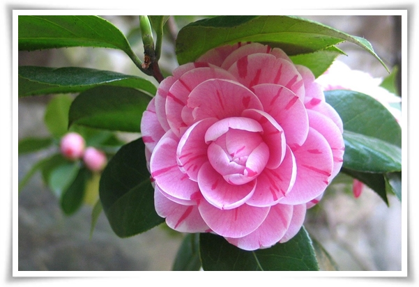 "동백꽃" 겨울의 끝 봄의 우아함을 담은 붉은 보석!