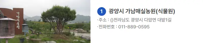 광양 매화축제 기간 2025 일정