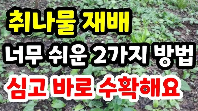 취나물 재배 반그늘 환경 배수 확보 연속 수확_5