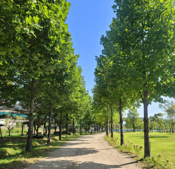 구리코스모스축제-한강예술제-자전거대여 빌려타기-근처맛집-2023년.총정리