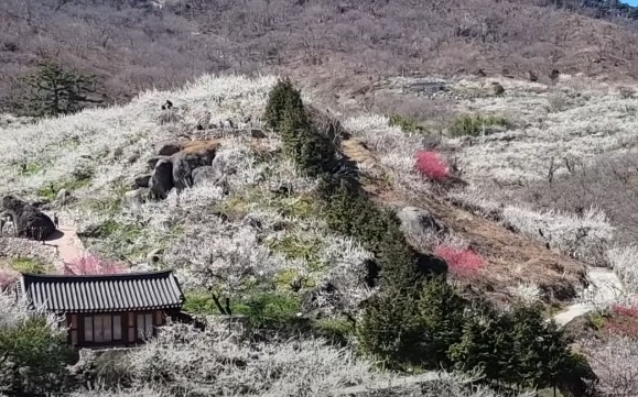3월 4월 봄꽃 여행지 추천 - 광양매화마을