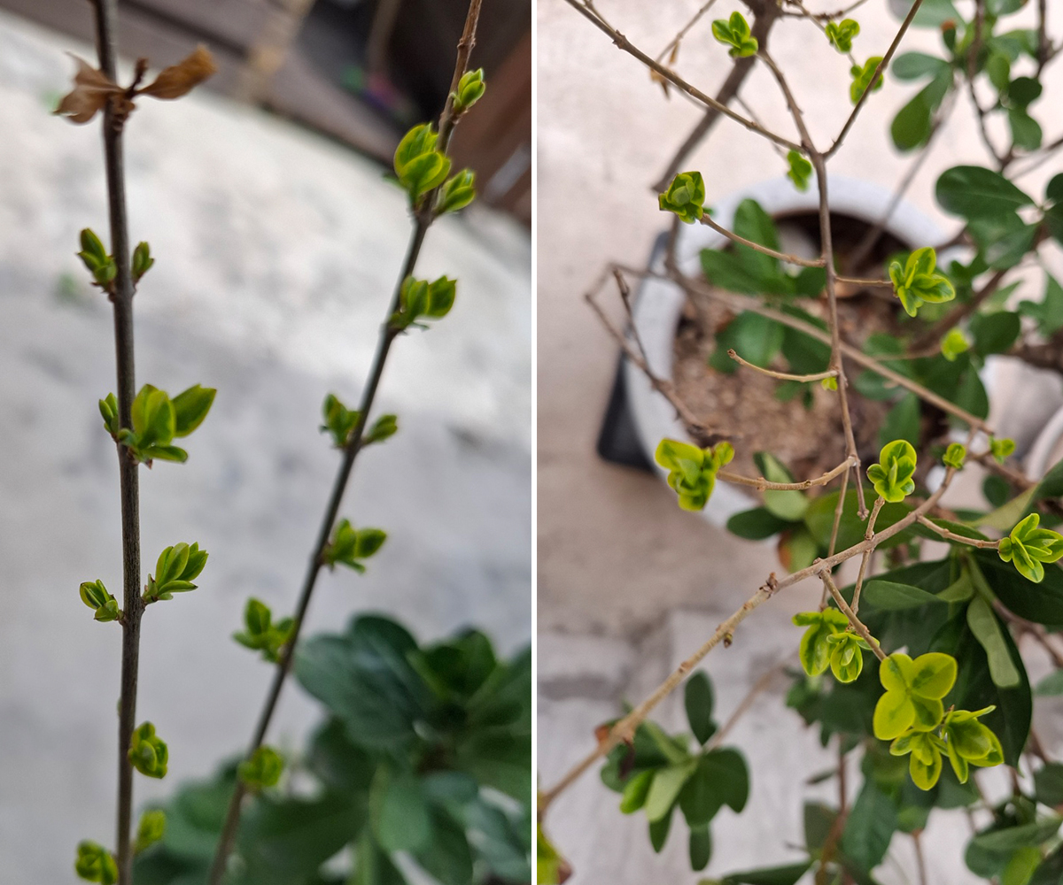 쥐똥나무 잎의 색이 이중으로 연녹색과 진녹색으로 잎이 돋아나는 나무 황금쥐똥나무라고도 불러요