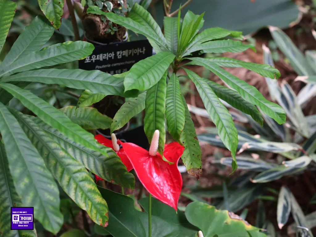 서울식물원 호수공원 산책로 분위기