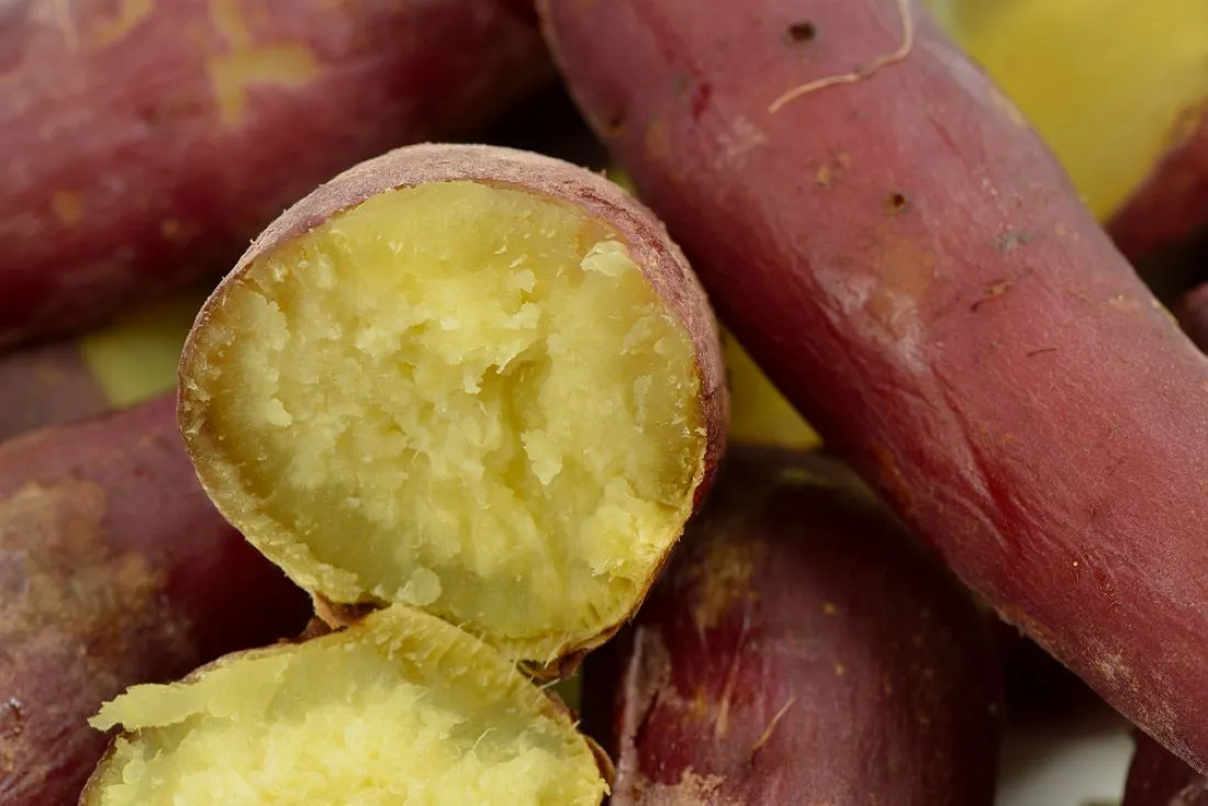 고구마 심는시기 키우는 법_6