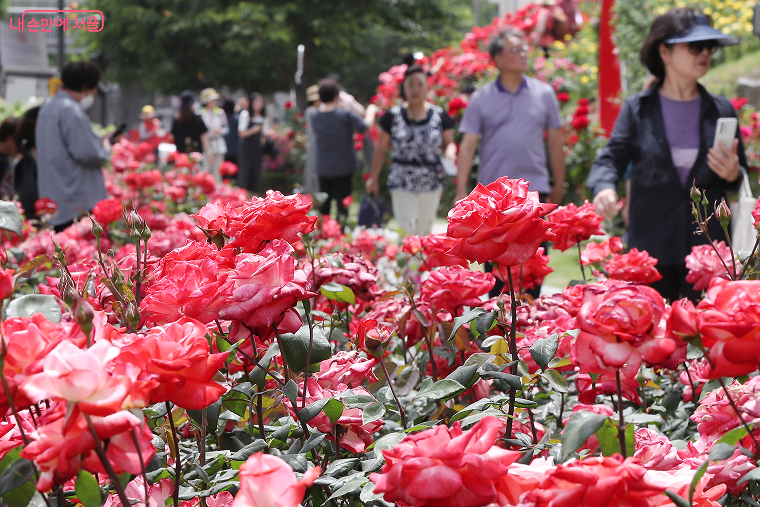 서울에서 즐기는 어린이날, 서커스, 장미축제 총정리!