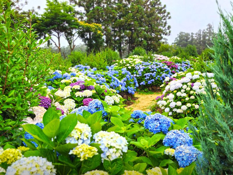 새미동산