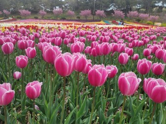태안 안면도 튤립축제