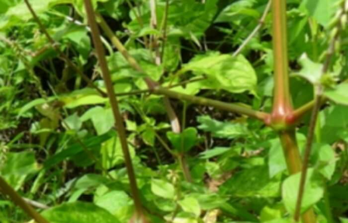 들에서-자라고-있는-쇠무릎사진