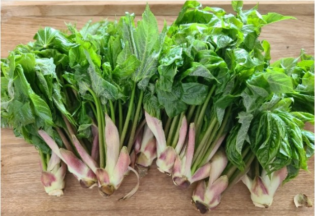 개두릅-참두릅-차이