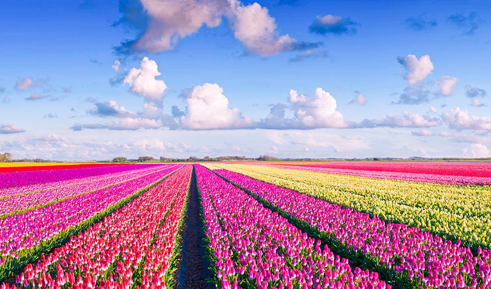 봄 커플 여행지 해외 추천 BEST 7 - 큐켄호프