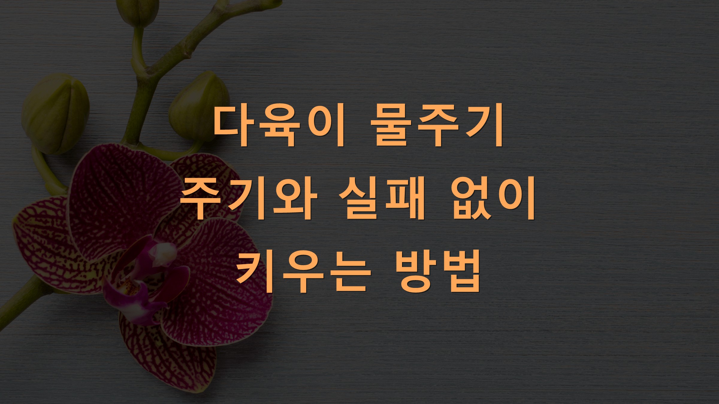 다육이 물주기 주기와 실패 없이 키우는 방법