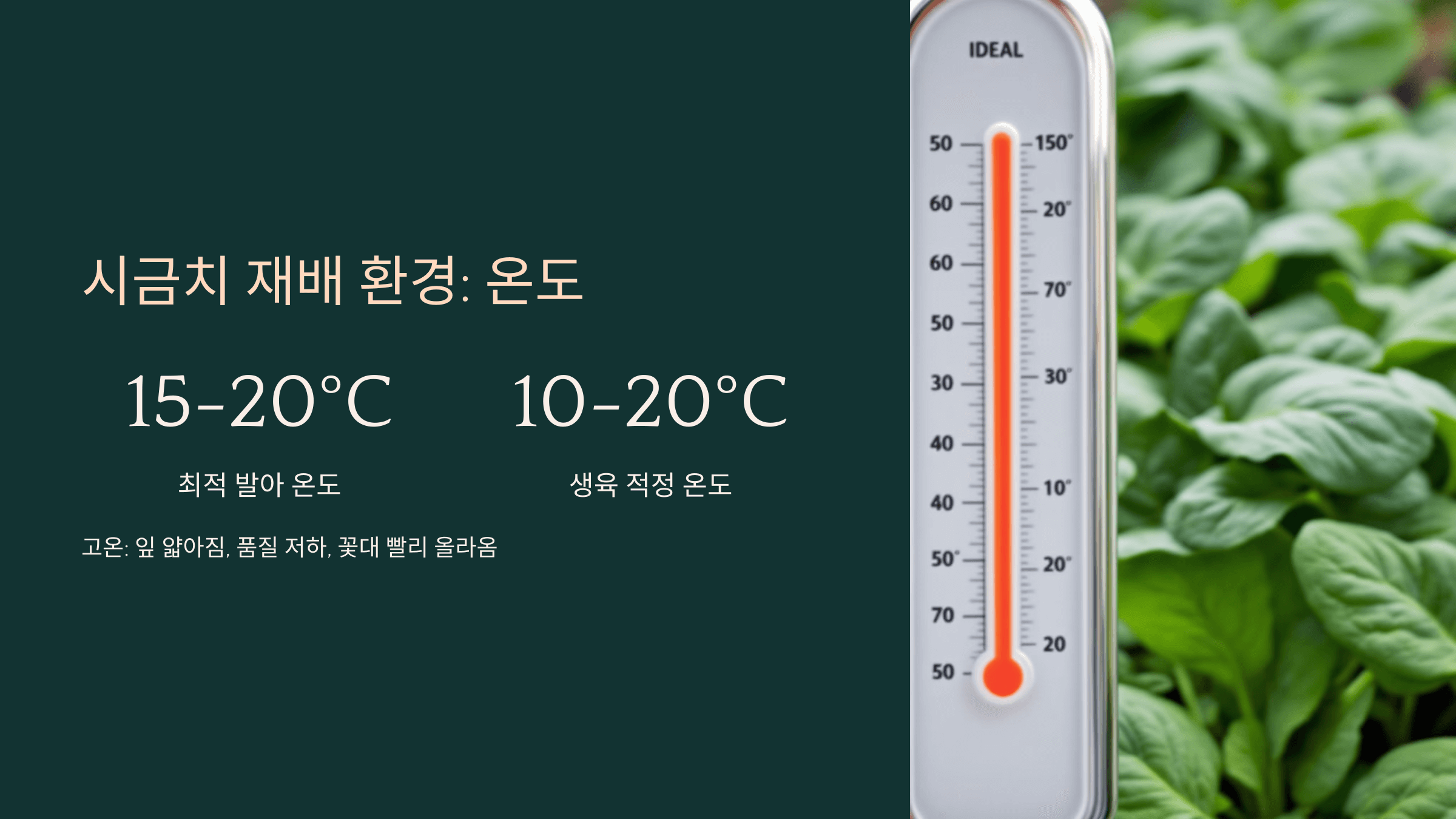 시금치 사진입니다.