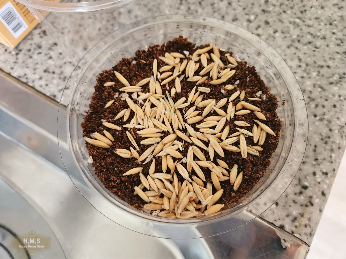 고양이-귀리-키우기-방법-씨뿌리기