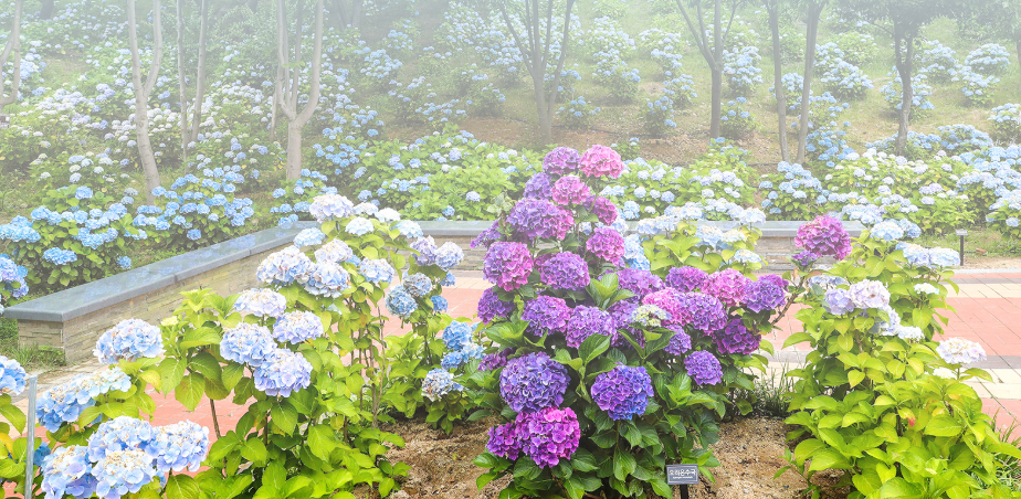 장생포 오색 수국정원, 겹벚꽃 부터 서부해당화, 철쭉, 라벤더까지!