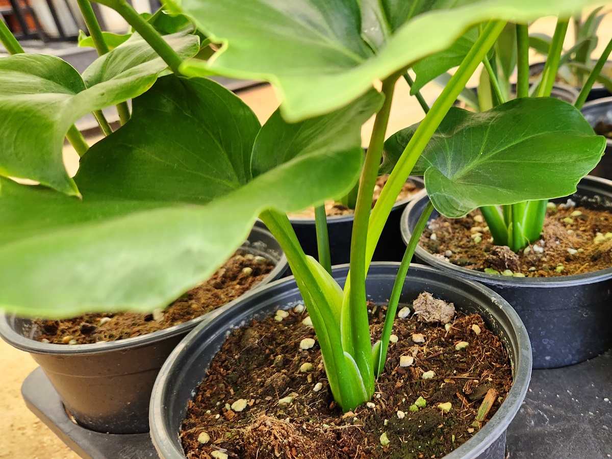 필로덴드론 호프셀럼