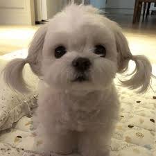 구글 말티즈 이미지 말티즈사진