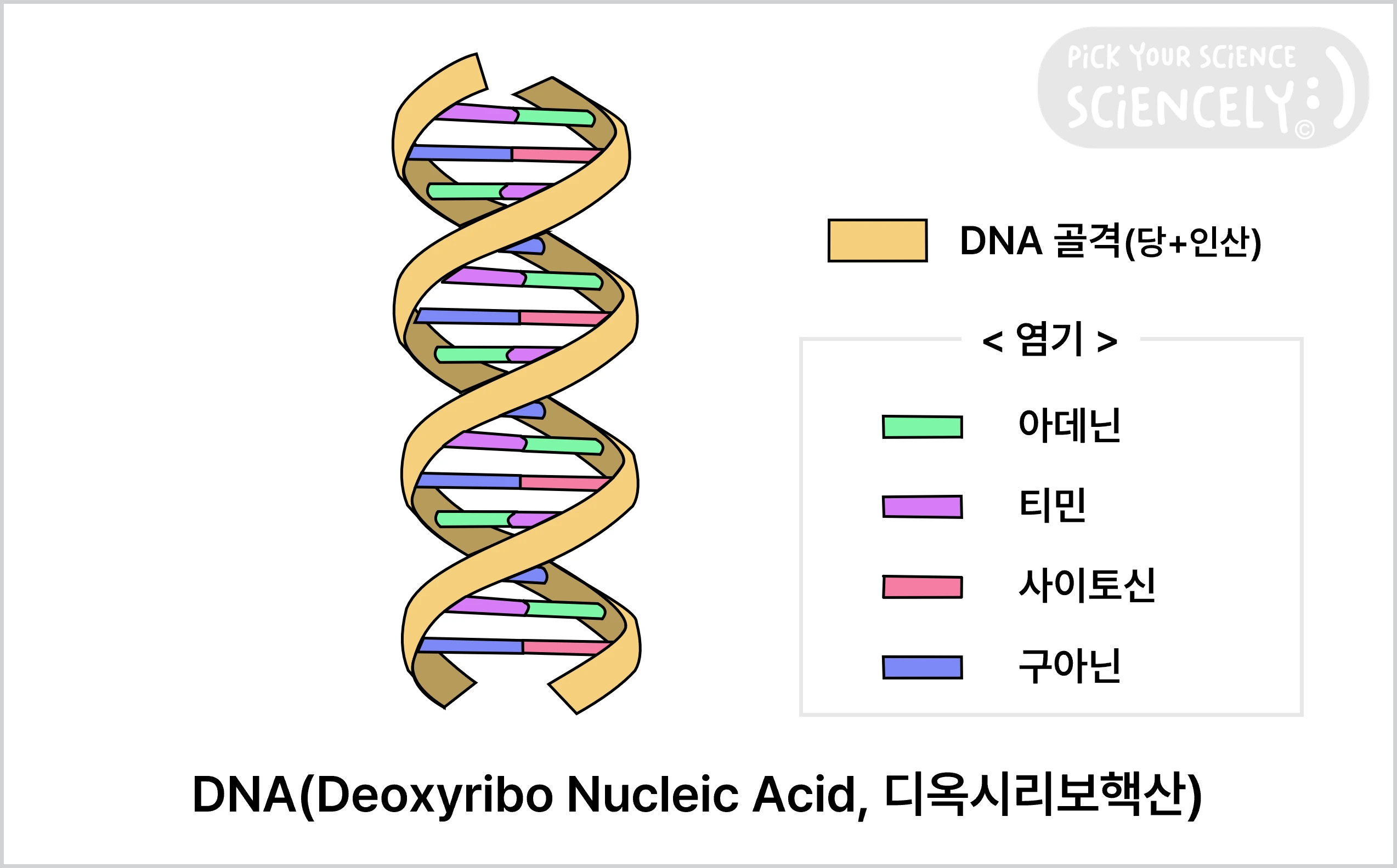 DNA, Deoxyribo Nucleic Acid, 디옥시리보핵산, DNA 골격, 염기 서열, 아데닌, 티민, 사이토신, 구아닌