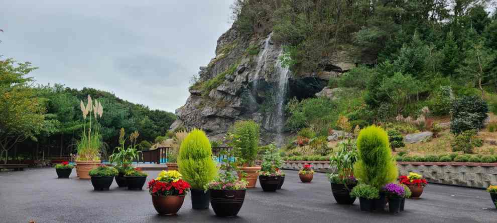 피나클랜드 튤립 수선화 축제