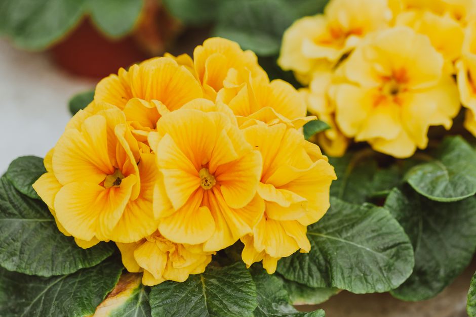 From above of bright blossoming flower primrose with bright yellow blooms in pots