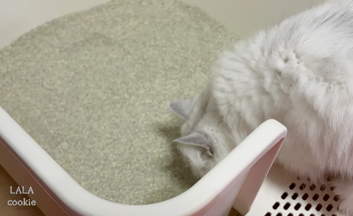 고양이-모래-추천-닥터펠리스-하드볼-후기-냄새-맡는-고양이