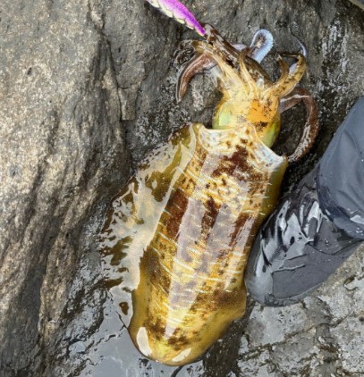 무늬오징어 효능