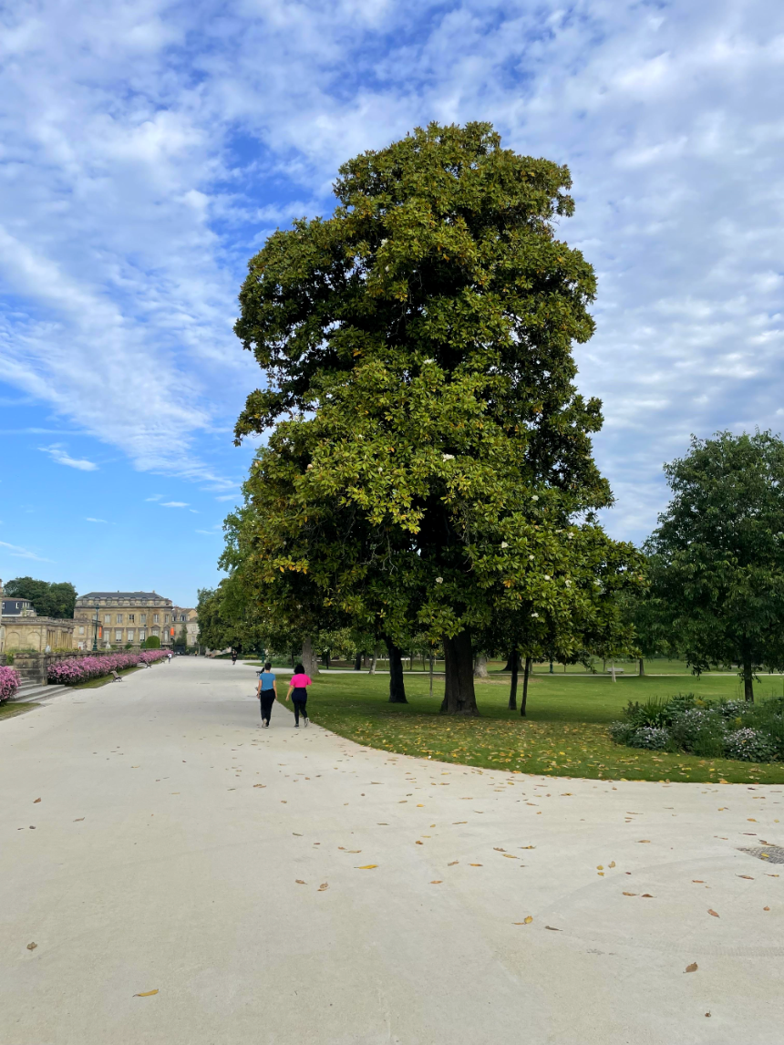울창하고 거대한 나무